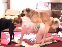Two dogs fucking a kinky wife in the living room